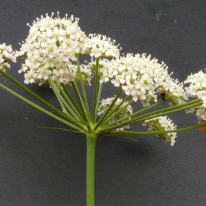 Photographie n°39403 du taxon Peucedanum gallicum Latourr. [1785]