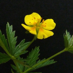 Photographie n°39410 du taxon Potentilla erecta (L.) Räusch. [1797]