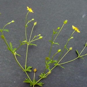 Photographie n°39411 du taxon Potentilla erecta (L.) Räusch. [1797]