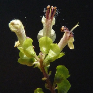 Photographie n°39418 du taxon Teucrium scorodonia L. [1753]