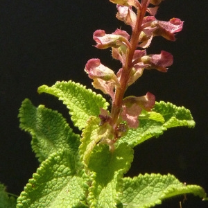 Photographie n°39419 du taxon Teucrium scorodonia L. [1753]