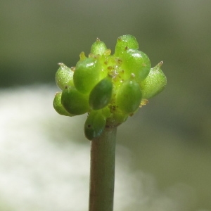  - Ranunculus trichophyllus Chaix [1785]