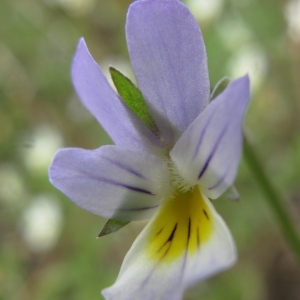 Photographie n°39435 du taxon Viola tricolor L.