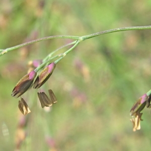 Poa airoides var. purpurascens DC. (Canche aquatique)