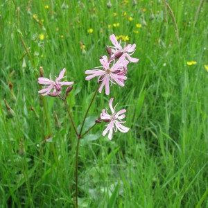 Photographie n°39468 du taxon Lychnis flos-cuculi subsp. cyrilli (Richt. ex Rchb. ) Rouy & Foucaud [1896]