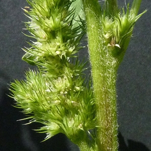 Photographie n°39473 du taxon Amaranthus retroflexus L. [1753]