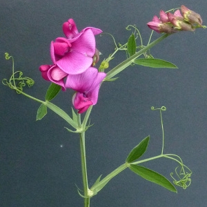 Photographie n°39477 du taxon Lathyrus latifolius L. [1753]