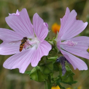 Photographie n°39483 du taxon Malva alcea L. [1753]