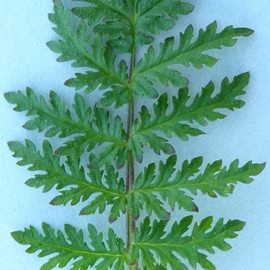 Photographie n°39484 du taxon Phacelia tanacetifolia Benth. [1837]