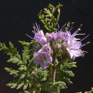 Photographie n°39485 du taxon Phacelia tanacetifolia Benth. [1837]