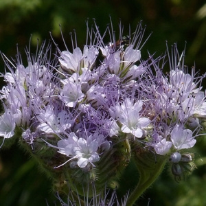 Photographie n°39486 du taxon Phacelia tanacetifolia Benth. [1837]
