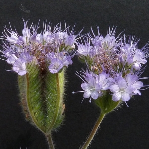 Photographie n°39487 du taxon Phacelia tanacetifolia Benth. [1837]