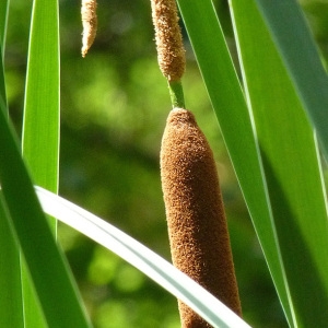 Photographie n°39489 du taxon Typha angustifolia L. [1753]