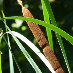 Typha javanica Schnizl. ex Rohrb. (Massette à feuilles étroites)