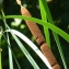  Bertrand BUI - Typha angustifolia L. [1753]