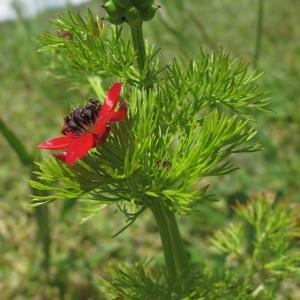 Photographie n°39495 du taxon Adonis annua L. [1753]