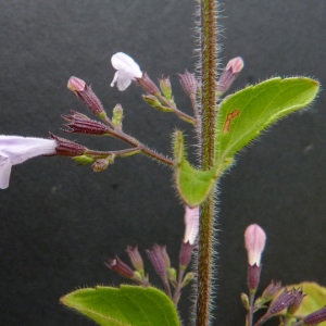 Photographie n°39504 du taxon Calamintha nepeta (L.) Savi [1798]