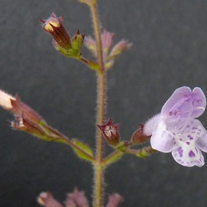 Photographie n°39505 du taxon Calamintha nepeta (L.) Savi [1798]