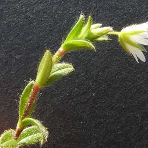 Photographie n°39506 du taxon Cerastium pumilum Curtis [1777]