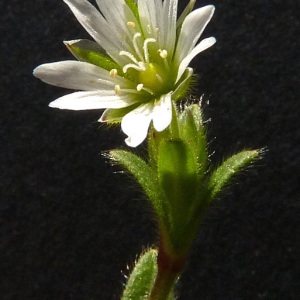 Photographie n°39507 du taxon Cerastium pumilum Curtis [1777]