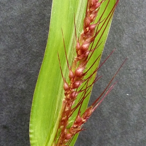 Photographie n°39513 du taxon Echinochloa crus-galli (L.) P.Beauv. [1812]