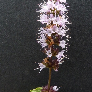 Mentha spicata L. (Menthe en épi)