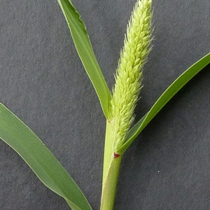 Photographie n°39517 du taxon Setaria viridis (L.) P.Beauv. [1812]