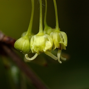 Photographie n°39518 du taxon Acer monspessulanum L. [1753]