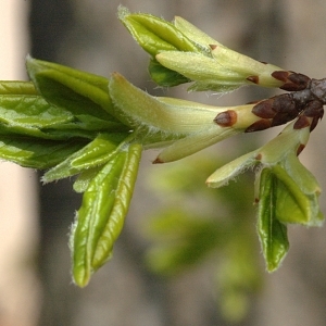 Photographie n°39519 du taxon Acer monspessulanum L. [1753]