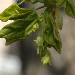 Photographie n°39520 du taxon Acer monspessulanum L. [1753]