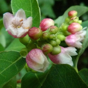 Photographie n°39525 du taxon Symphoricarpos albus (L.) S.F.Blake [1914]