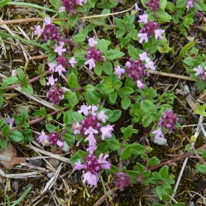 Photographie n°39530 du taxon Thymus praecox Opiz [1824]