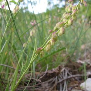 Photographie n°39533 du taxon Polygala vulgaris L. [1753]