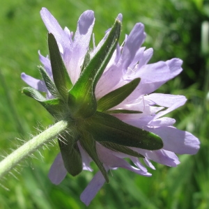 Photographie n°39537 du taxon Knautia arvensis (L.) Coult. [1828]