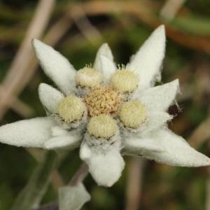 Photographie n°39539 du taxon Leontopodium alpinum Cass. [1822]