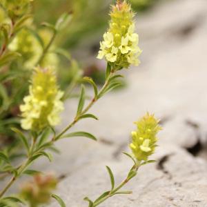 Photographie n°39545 du taxon Sideritis hyssopifolia L. [1753]