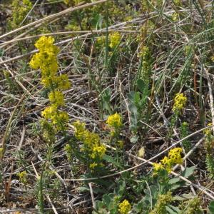  - Galium verum var. maritimum DC. [1805]