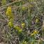  Pierre DANIEL - Galium verum var. maritimum DC. [1805]