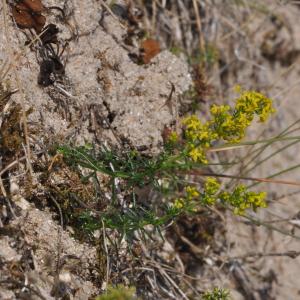  - Galium verum var. maritimum DC. [1805]