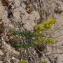  Pierre DANIEL - Galium verum var. maritimum DC. [1805]