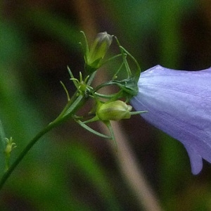 Photographie n°39555 du taxon Campanula rotundifolia L. [1753]