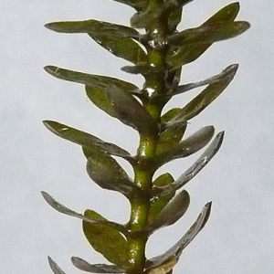 Photographie n°39559 du taxon Elodea canadensis Michx. [1803]