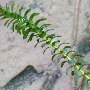 Photographie n°39561 du taxon Elodea canadensis Michx. [1803]