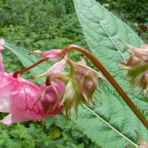 Photographie n°39565 du taxon Impatiens glandulifera Royle [1833]