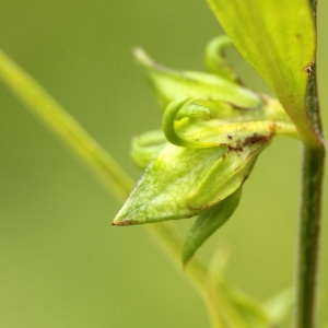 Photographie n°39588 du taxon Melampyrum sylvaticum L. [1753]