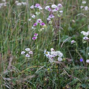 Photographie n°39590 du taxon Astrantia major L. [1753]