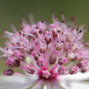 Photographie n°39592 du taxon Astrantia major L. [1753]