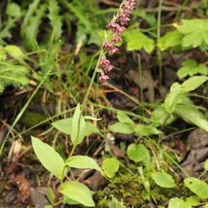 Photographie n°39598 du taxon Epipactis atrorubens (Hoffm.) Besser [1809]