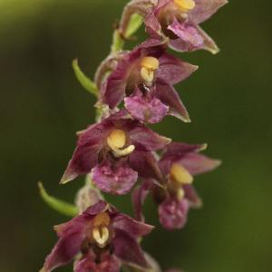 Photographie n°39600 du taxon Epipactis atrorubens (Hoffm.) Besser [1809]