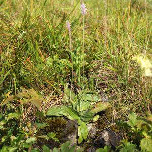 Photographie n°39602 du taxon Plantago media L.